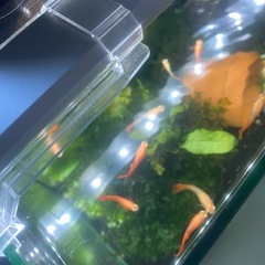 グッピー熱帯魚の画像