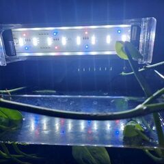 コトブキ30㎝キューブ水槽+GEX照明POWERⅢの画像