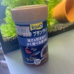 グッピー熱帯魚の画像