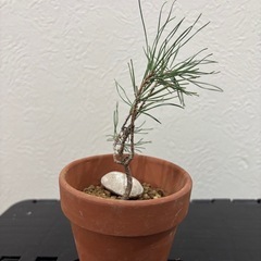 【ミニ盆栽：黒松】初心者の方でも❗️三河黒松の画像