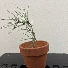 【ミニ盆栽：黒松】初心者の方でも❗️三河黒松の画像