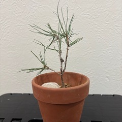 【ミニ盆栽：黒松】初心者の方でも❗️三河黒松の画像