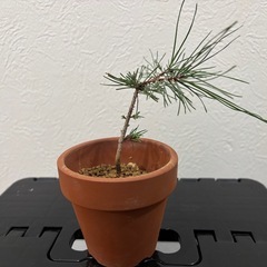 【ミニ盆栽：黒松】盆栽一点ものの画像