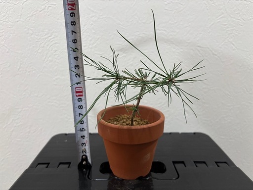 ミニ盆栽：黒松】盆栽一点もの (晴) 和歌山市の家庭用品《ガーデニング