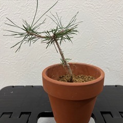 【ミニ盆栽：黒松】盆栽一点ものの画像