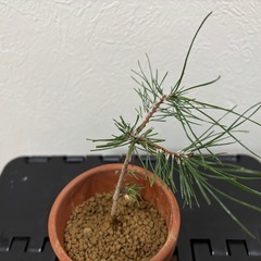 【ミニ盆栽：黒松】盆栽一点ものの画像