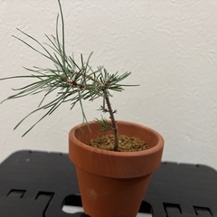 【ミニ盆栽：黒松】盆栽一点ものの画像