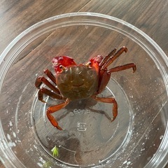 アカテガニの画像