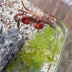 アカテガニの画像