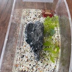 アカテガニの画像