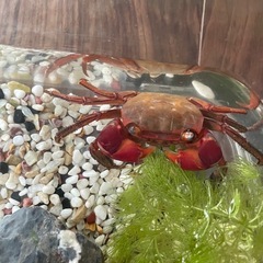 アカテガニの画像