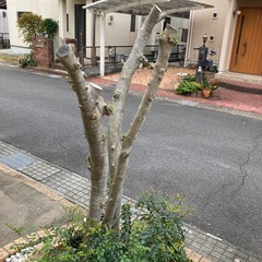 植木　シマトネリコの画像