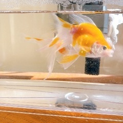 金魚ペア　の画像