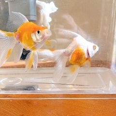 金魚ペア　の画像
