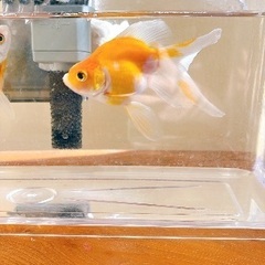 金魚ペア　の画像