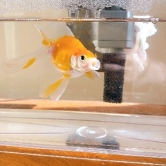 金魚ペア　の画像