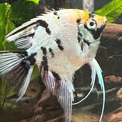 熱帯魚エンゼルの画像