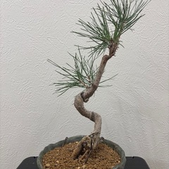【中品盆栽：黒松】盆栽一点ものの画像
