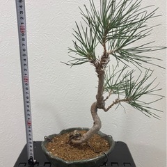 【中品盆栽：黒松】盆栽一点ものの画像