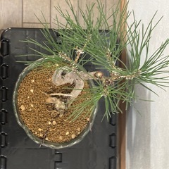 【中品盆栽：黒松】盆栽一点ものの画像