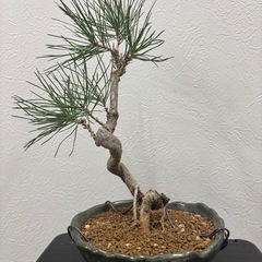 【中品盆栽：黒松】盆栽一点ものの画像