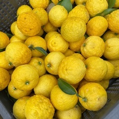 採れたて！柚子　1キロ200円の画像
