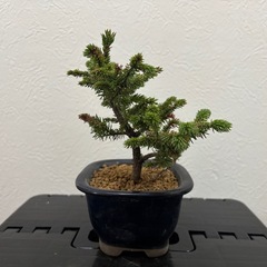 【小品盆栽：蝦夷松】盆栽一点ものの画像
