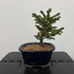 【小品盆栽：蝦夷松】盆栽一点ものの画像