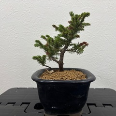 【小品盆栽：蝦夷松】盆栽一点ものの画像