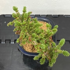 【小品盆栽：蝦夷松】盆栽一点ものの画像