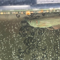 大特価☆シルバーアロワナの画像