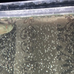 大特価☆シルバーアロワナの画像