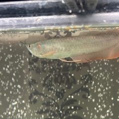 大特価☆シルバーアロワナの画像