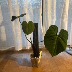 観葉植物　3点セット　の画像