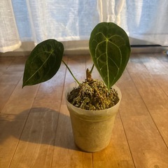 観葉植物　3点セット　の画像