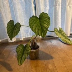 観葉植物　3点セット　の画像