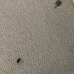 【11/25まで】サンゲツ タイルカーペット約80枚(汚れ、はぎれ有) の画像