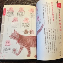猫のフシギがわかる本　体と日常　気持ち　生活シーン　お世話　健康　猫好きさん　猫初心者さん　保護猫の画像