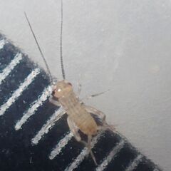 ヨーロッパイエコオロギ 50匹　サイズ約3㎜の画像