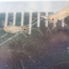 ヨーロッパイエコオロギ 50匹　サイズ約3㎜の画像