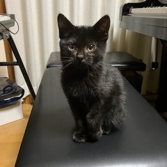 生後２ヶ月・人懐こい黒猫の女の子・里親さんを探しています！