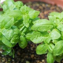 【10円】食用🌿無農薬バジル🌿大量の画像
