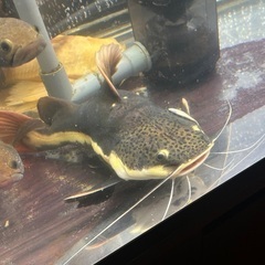 人懐っこい！！！レッドテールキャット 30cm前後の画像