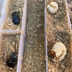 山梨県天然オオクワガタ♂♀ペアの画像