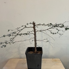 塊根植物　オペルクルカリア・パキプスの画像