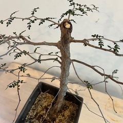 塊根植物　オペルクルカリア・パキプスの画像