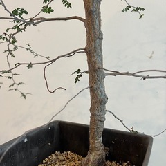 塊根植物　オペルクルカリア・パキプスの画像