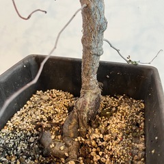 塊根植物　オペルクルカリア・パキプスの画像