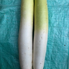 大根の画像
