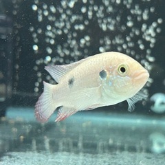 レッドジュエルシクリッドとシクリッドの画像